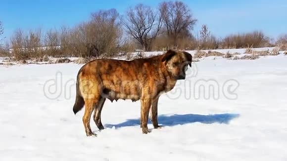 野狗站在雪地上视频的预览图