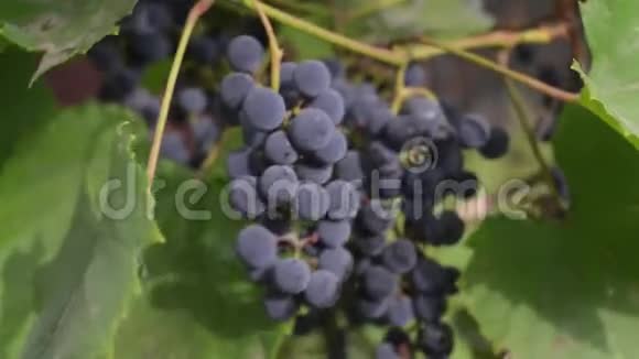 秋收日落时的葡萄园男人在秋天检查成熟的葡萄视频的预览图