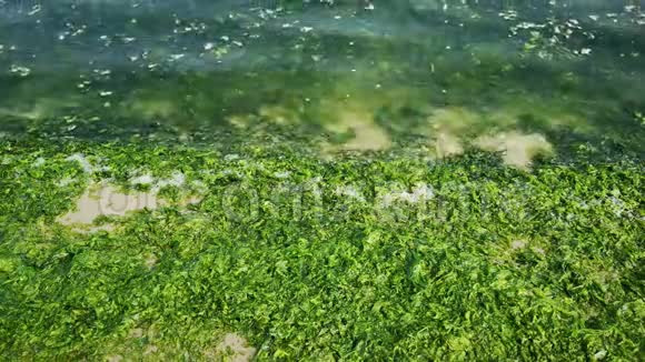 海滩海岸线上长满了绿藻视频的预览图