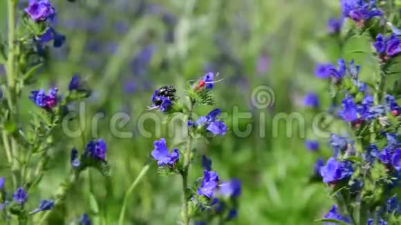 俄罗斯的蓝色野花和五颜六色的甲虫视频的预览图