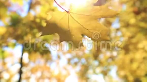 飘落的枫叶金色的秋天视频的预览图