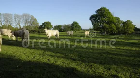 时间推移一小群白牛在田野里放牧奶牛公牛和小牛在傍晚的夕阳下视频的预览图