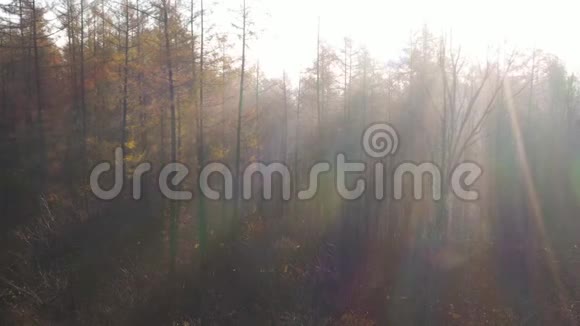 从秋林的高处看太阳光穿过雾视频的预览图