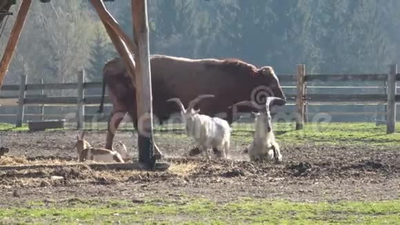 农场动物许多棕色和白色的山羊视频的预览图