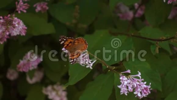 蝴蝶对丁香花电影视频的预览图