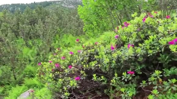 奥地利施莱吉斯谷蒂罗尔盛开的紫鹃视频的预览图