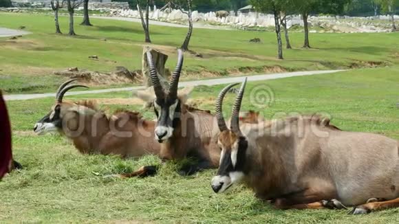 意大利庞比亚野生动物园2018年7月7日在野生动物园开车旅行棕色山山羊羚羊不同种类视频的预览图