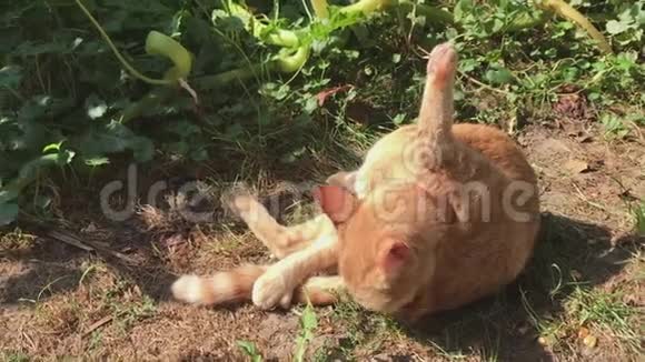 一只红猫躺在温暖的阳光下洗衣服视频的预览图