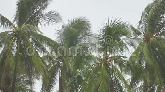 大雨下棕榈树的电影视频的预览图
