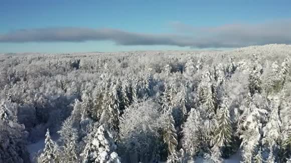 在寒冷的冬景中在白雪覆盖的森林上空飞翔视频的预览图