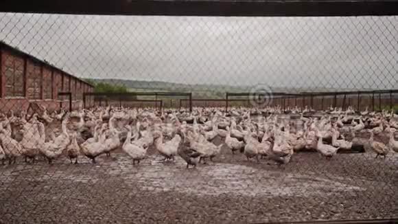 大鹅农场栅栏外有很多鹅家禽视频的预览图