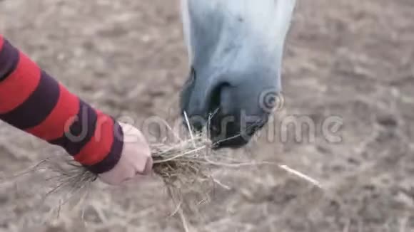 马从女人手里吃干草视频的预览图