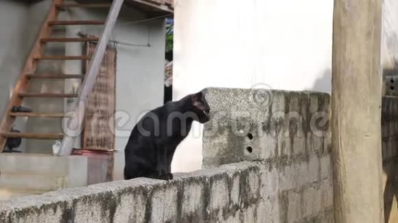 黑猫坐在一个家庭农场的砖墙上特写镜头4k视频的预览图