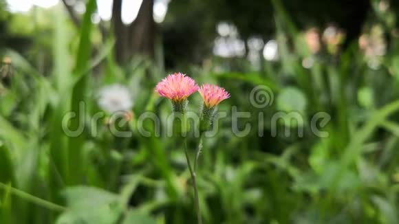 一对粉红色的小花匍匐的蓟在公园的风中摇曳视频的预览图