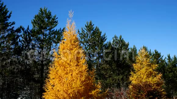 秋天的塔马拉克树明尼苏达州常绿松树中的黄树视频的预览图