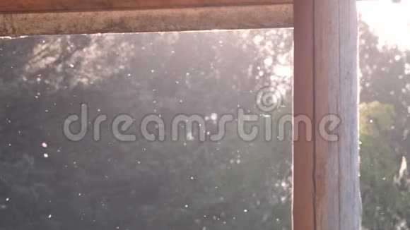 杨树的绒毛在夏天的阳光下在绿树背景下缓慢地飞行4k视频视频的预览图