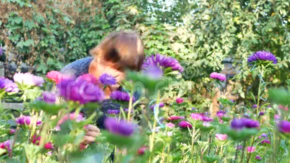 花卉切割紫色或紫色米迦勒玛雏菊或紫菀花视频的预览图