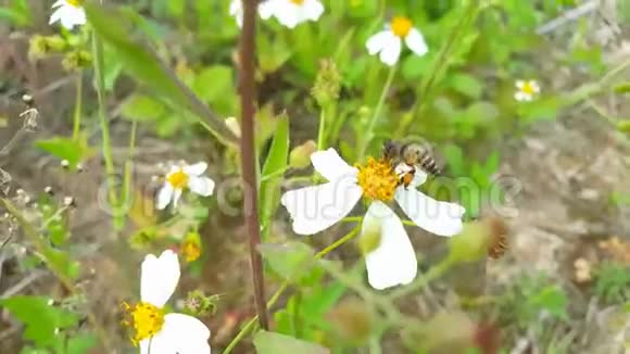 蜜蜂正在收集花和落的花粉4k视频的预览图