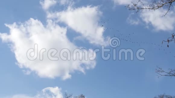 春天的开始一群大雁在蓝天上飞翔视频的预览图