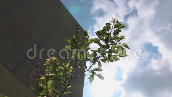 夏季用混凝土板和绿色树枝建造的高层多层建筑视频的预览图