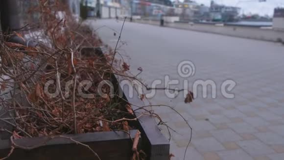 街道上的木制花坛沿海城镇有干燥的植物视频的预览图