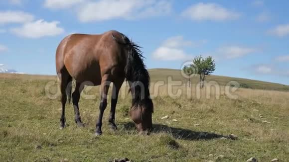 一匹棕色的马在一片高山草地上觅食周围是一群小驹农场马匹养殖视频的预览图