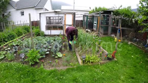 农民在后院园艺4K视频的预览图