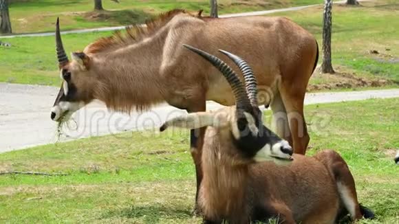 意大利庞比亚野生动物园2018年7月7日在野生动物园开车旅行棕色山山羊羚羊不同种类视频的预览图