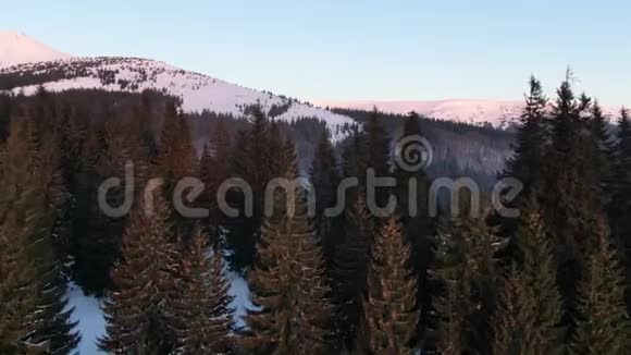 在美丽的夕阳下用雪在山上拍摄针叶林的空中拍摄4k视频的预览图