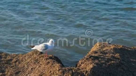 一只海鸥坐在海边飞翔视频的预览图
