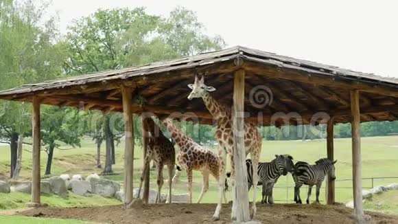 安全公园意大利2018年7月7日好奇的长颈鹿在安全动物园在车里旅行长颈鹿走路视频的预览图