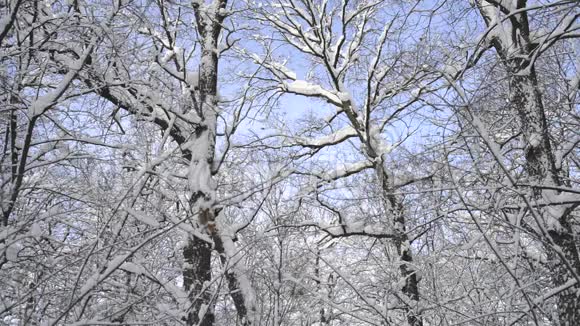 美丽的树林在雪中蜷缩视频的预览图