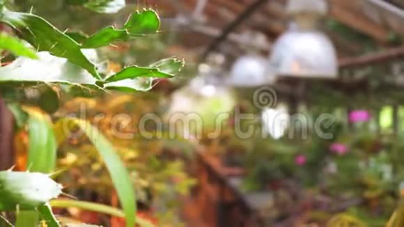 温室和花卉植物的总体景观视频的预览图