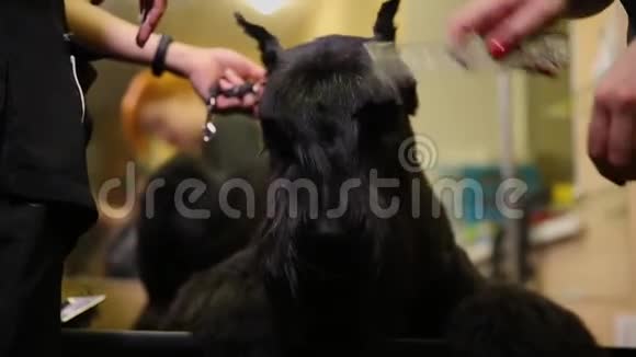 在狗的美容店里两名女性美容师为狗准备资源狗脸上剪头发大型视频的预览图