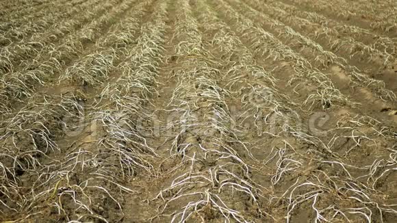 干旱旱田地带土豆叶干土豆裂气候变化视频的预览图