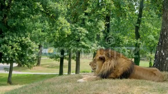 安全公园POMBIA意大利2018年7月7日乘车前往安全动物园一只大狮子长着一头粗鬃毛视频的预览图