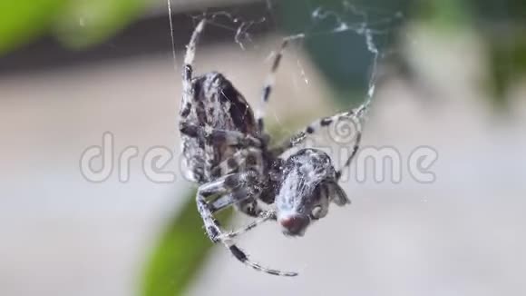蜘蛛网绕着猎物转视频的预览图