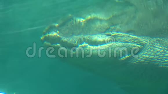 咸水鳄鱼漂浮在水中视频的预览图