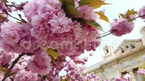 粉红色的樱花樱花喜马拉雅樱花在风中摇曳的特写背景视频的预览图