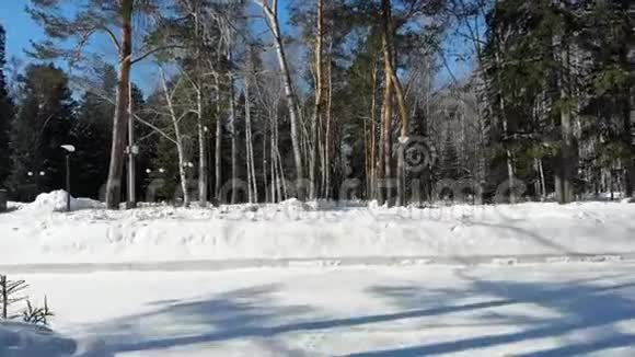 冬季森林西伯利亚景观松树蓝天雪视频的预览图
