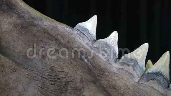 鲨鱼牙齿的表现视频的预览图