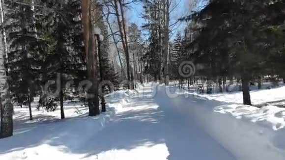 冬季森林西伯利亚景观松树蓝天雪视频的预览图