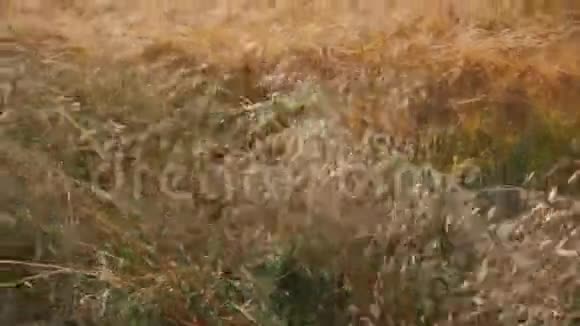 燕麦和小麦的金穗视频的预览图