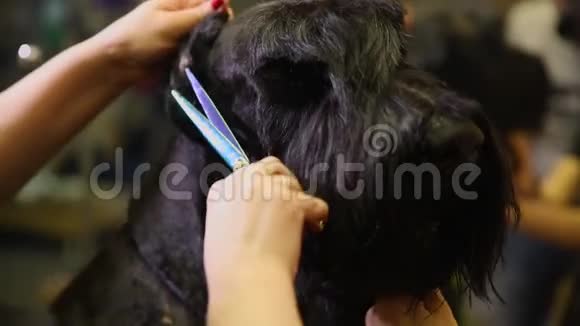 在狗的美容店里两名女性美容师为狗准备资源狗脸上头发视频的预览图
