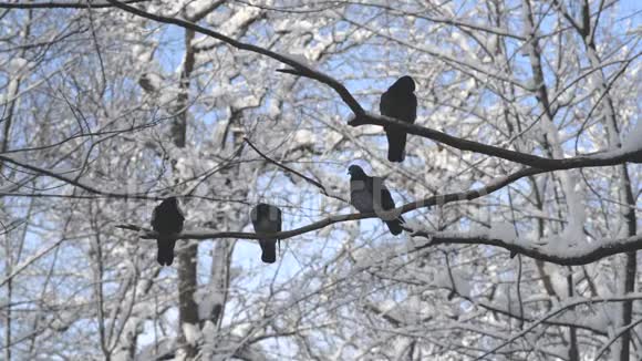 四只灰色的鸽子站在树枝上白雪皑皑视频的预览图