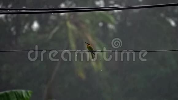 食蜂鸟在大雨下坐在电线上视频的预览图