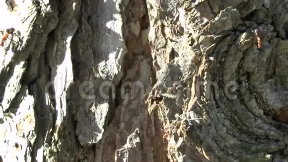 大蚂蚁在阳光明媚的松树上爬行视频的预览图