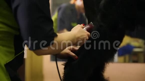 美容师的特写他用电动剪刀在美容院为狗剪狗一只狗的躯干视频的预览图