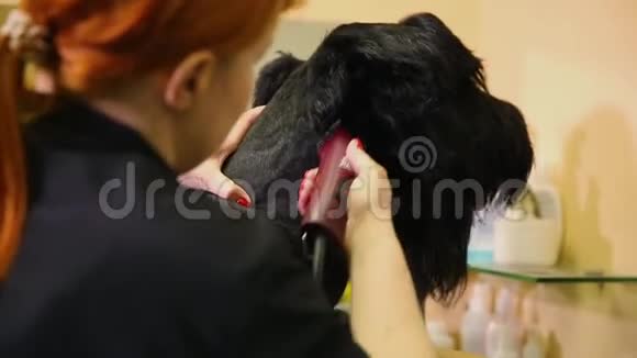 美容师的特写他用电动剪刀在美容院为狗剪狗狗头视频的预览图