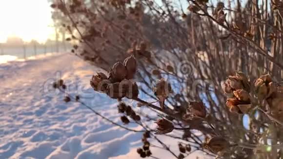 冬季干燥的枝条到处都是雪日落时间视频的预览图